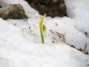 snowdrop-april-6-12